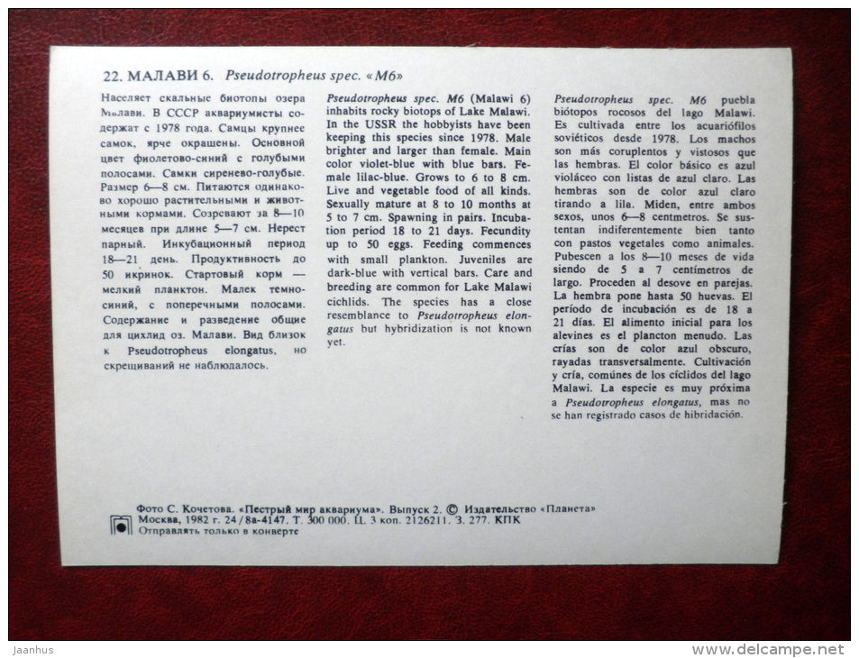 Pseudotropheus spec - aquarium fishes - 1982 - Russia USSR - unused - JH Postcards