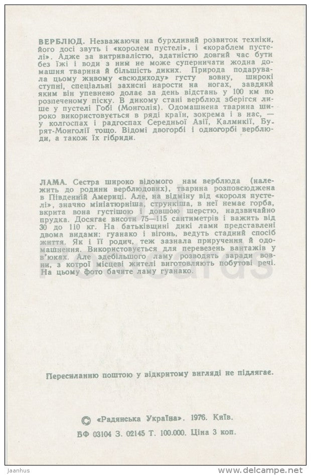 Camel - Lama - Kiev Kyiv Zoo - 1976 - Ukraine USSR - unused - JH Postcards