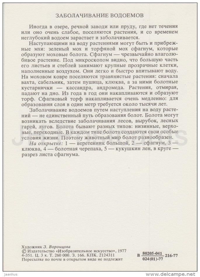 Black-tailed godwit , bird - European pond turtle - cranberry - Polytrichum -Life in Water - 1977 - Russia USSR - unused - JH Postcards