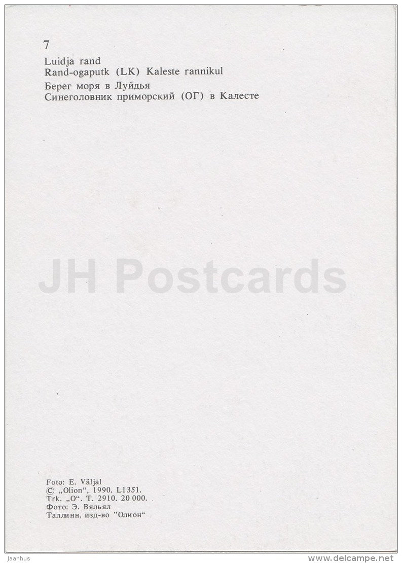 Luidja seashore - Eryngium maritimum , Sea Holly - Hiiumaa island - 1990 - Estonia USSR - unused - JH Postcards