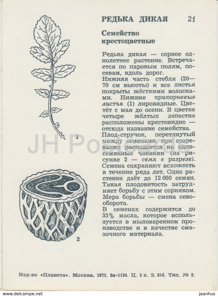 Wilder Rettich - Raphanus raphanistrum - Wildblumen - 1971 - Russland UdSSR - unbenutzt