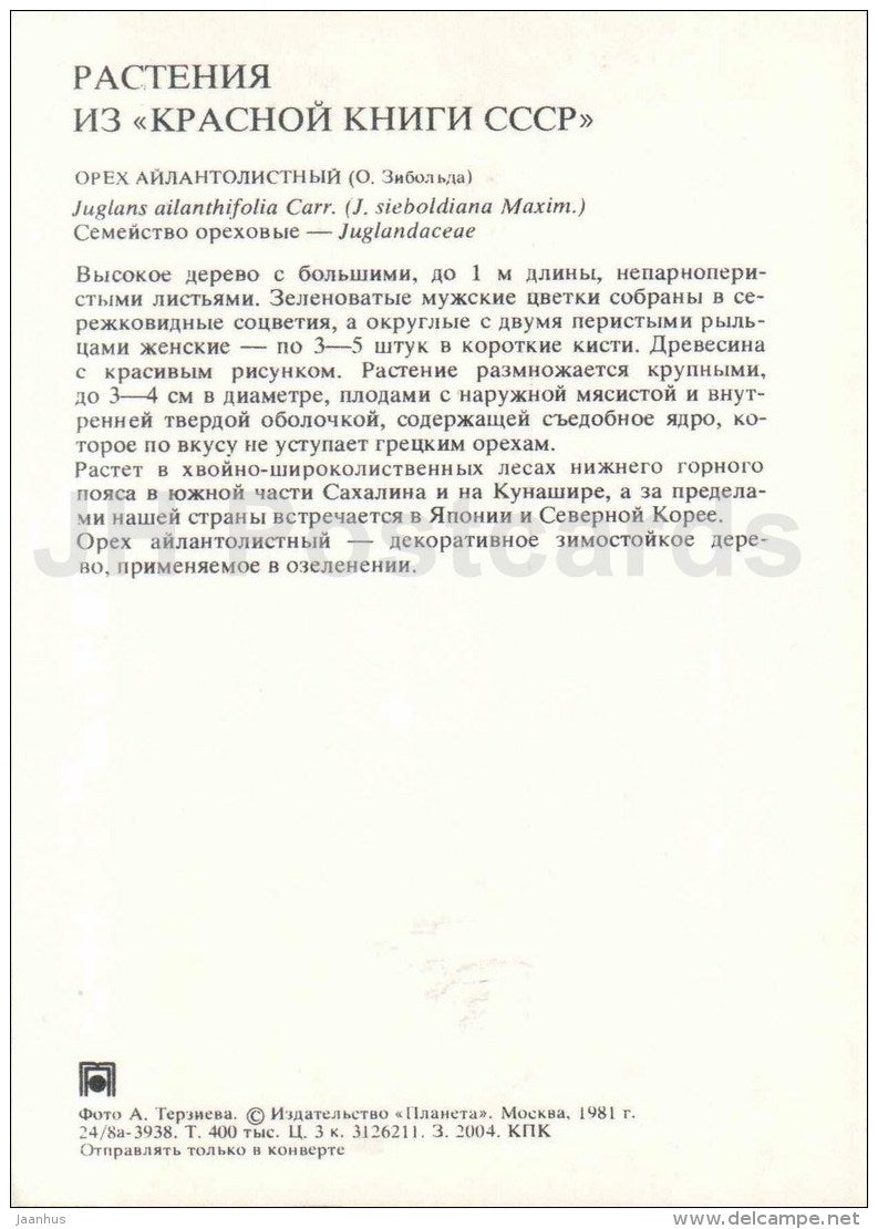 Japanese walnut - Juglans ailantifolia - Endangered Plants of USSR - nature - 1981 - Russia USSR - unused - JH Postcards