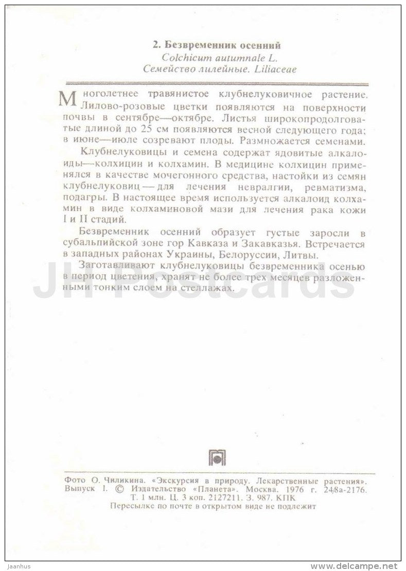 Autumn crocus - Colchicum autumnale - medicinal plants - 1976 - Russia USSR - unused - JH Postcards