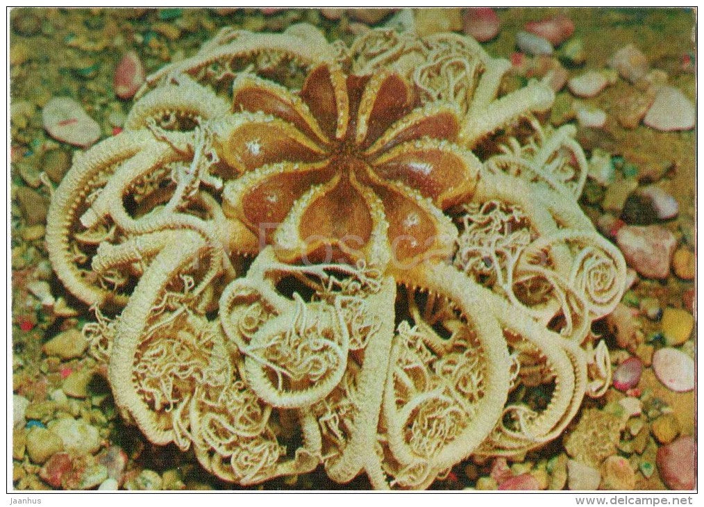 Basket Star - Gorgonocephalus Caryi - starfish - 1975 - Russia USSR - unused - JH Postcards
