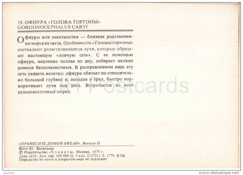 Basket Star - Gorgonocephalus Caryi - starfish - 1975 - Russia USSR - unused - JH Postcards