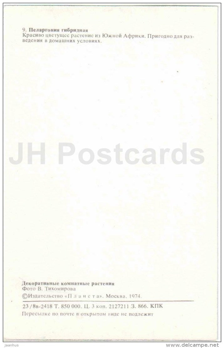 hybrid pelargonium - flowers - 1974 - Russia USSR - unused - JH Postcards
