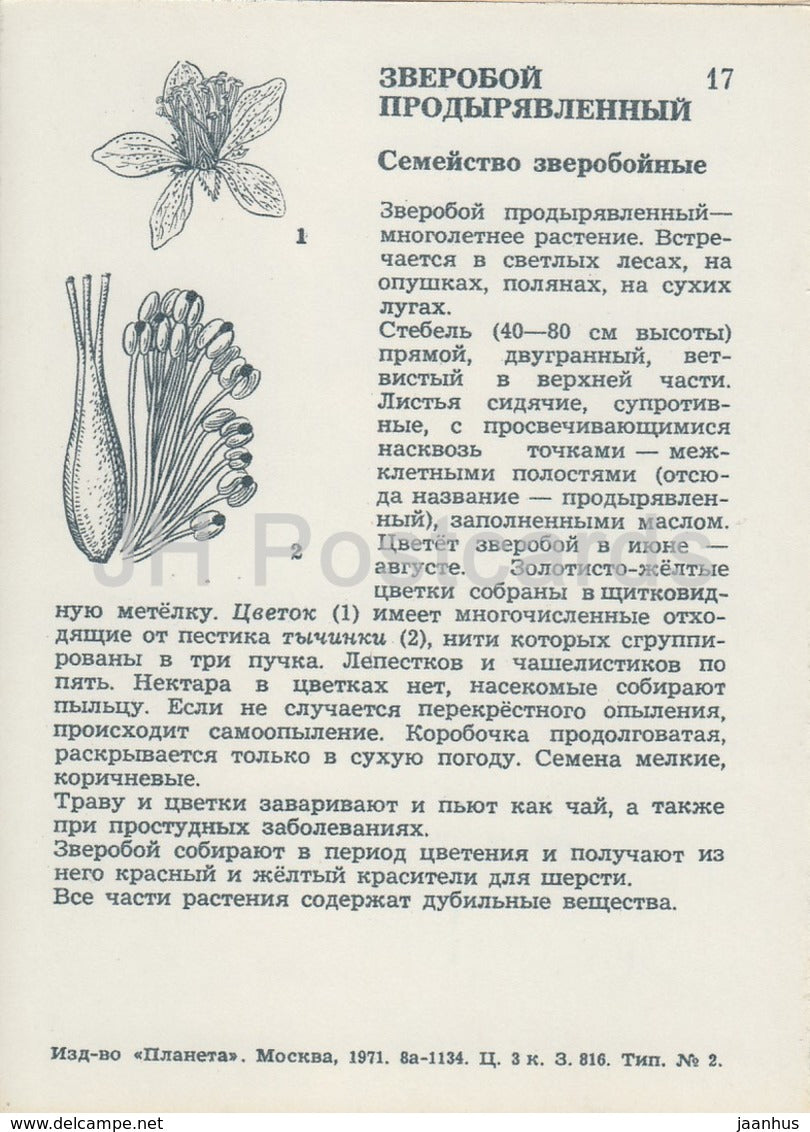 Perforer millepertuis - Hypericum perforatum - Fleurs sauvages - 1971 - Russie URSS - inutilisé