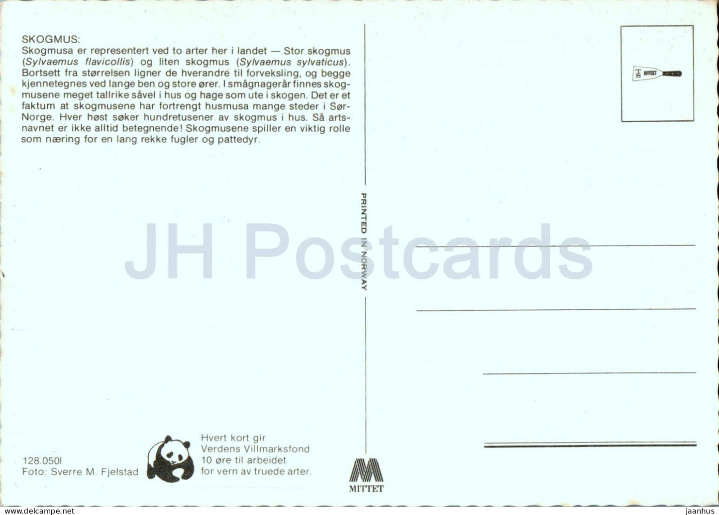 Skogmus - Sylvaemus sylvaticus - Waldmaus - Tiere - Norwegen - unbenutzt