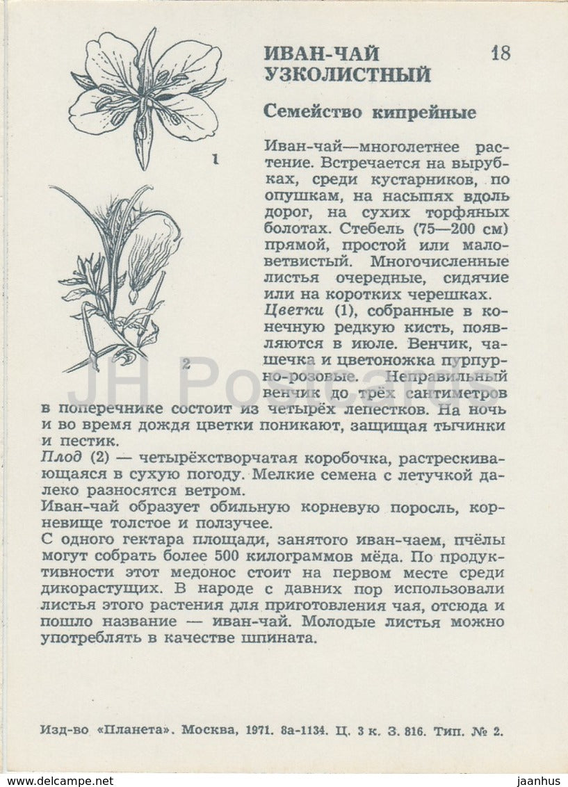 Épilobe - Chamaenerion angustifolium - Fleurs sauvages - 1971 - Russie URSS - inutilisé