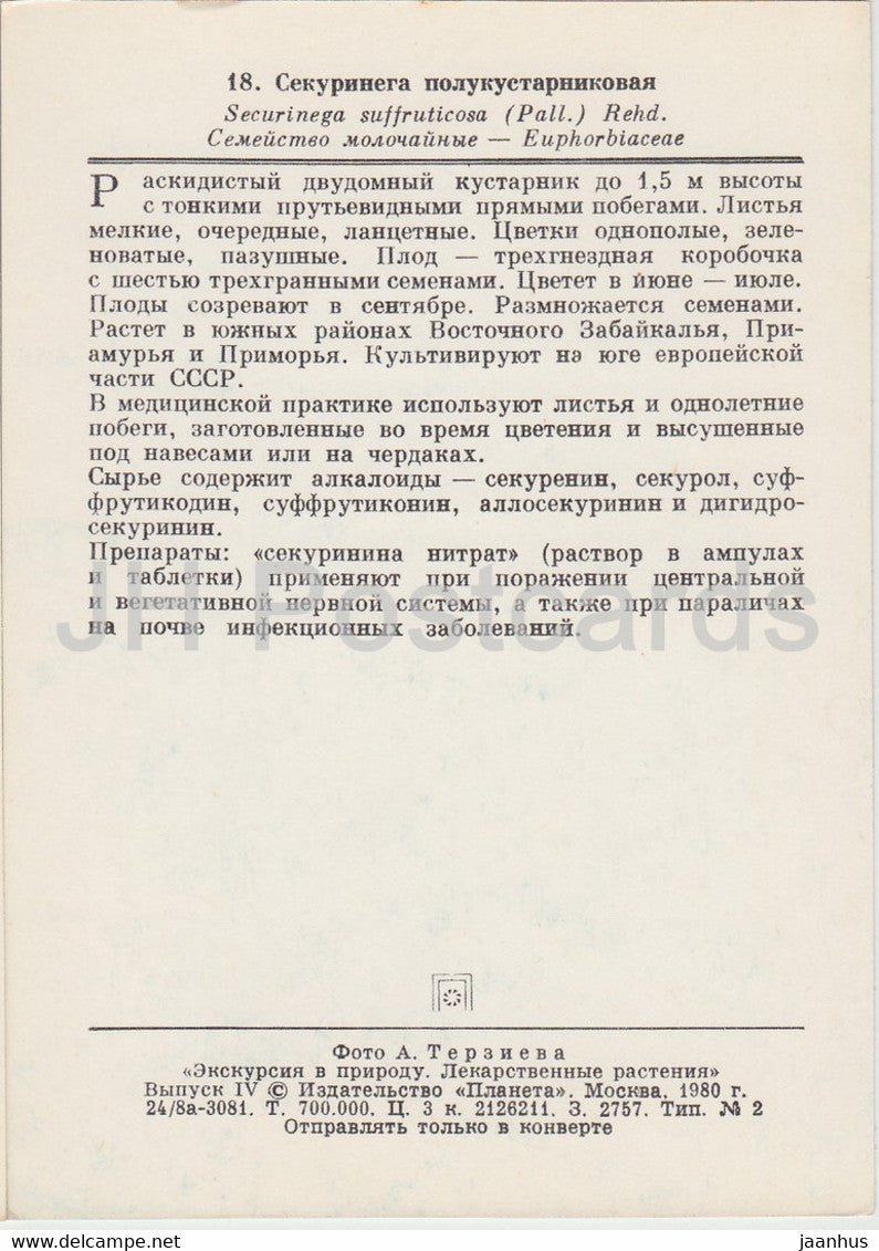 Laubstrauch - Securinega suffruticosa - Heilpflanzen - 1980 - Russland UdSSR - unbenutzt