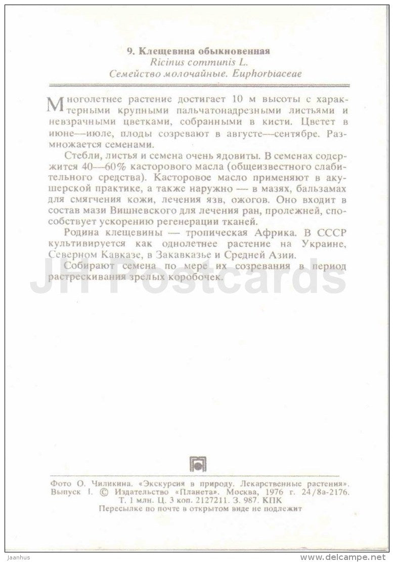 Ricinus - Ricinus communis - medicinal plants - 1976 - Russia USSR - unused - JH Postcards