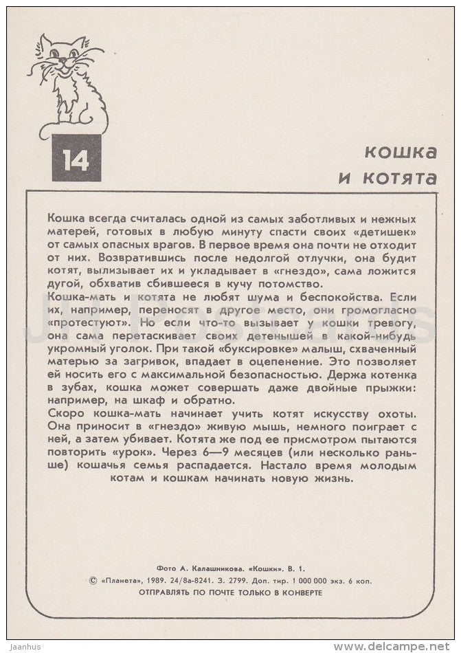 kitten - cat - cats - Russia USSR - 1989 - unused - JH Postcards