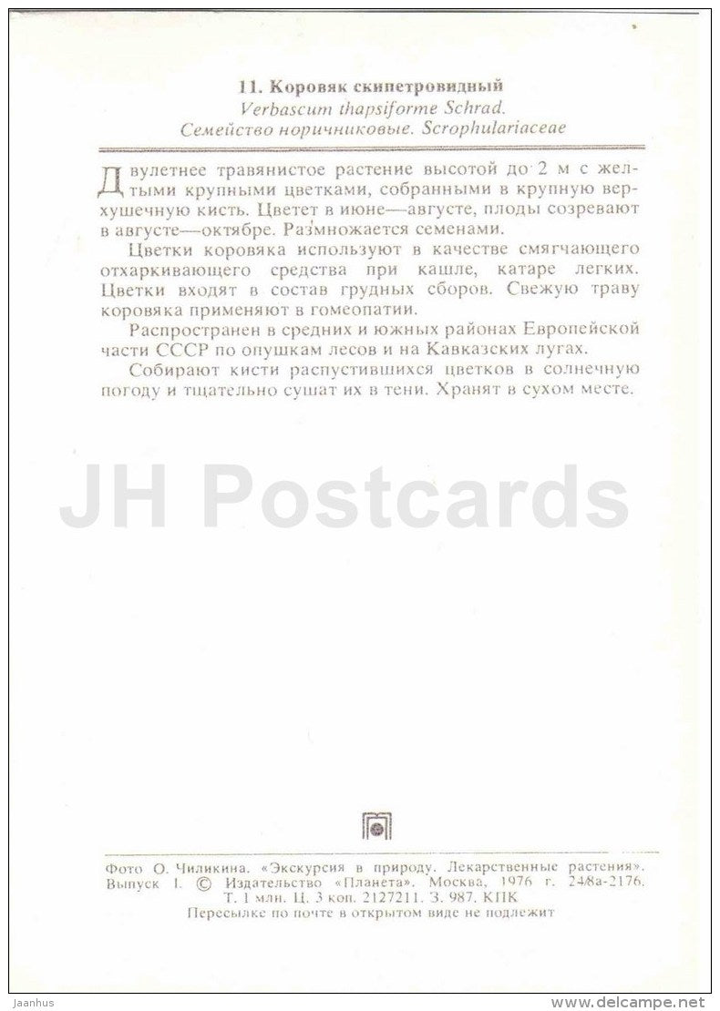 Mullein - Verbascum thapsus - medicinal plants - 1976 - Russia USSR - unused - JH Postcards