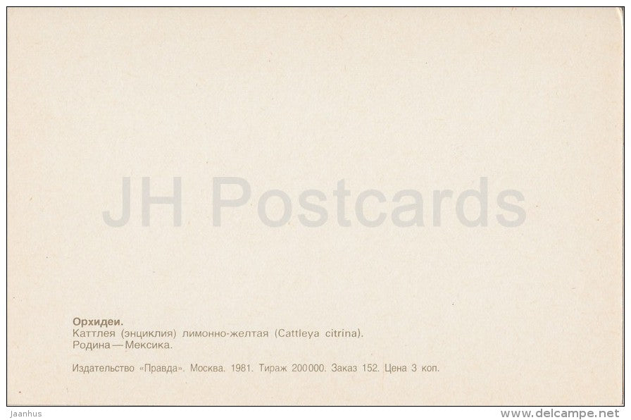 Cattleya citrina - flowers - Orchid - Russia USSR - 1981 - unused - JH Postcards