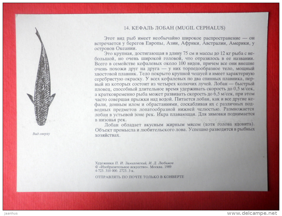 Flathead mullet , Mugil cephalus - fish - Sealife - 1989 - Russia USSR - unused - JH Postcards