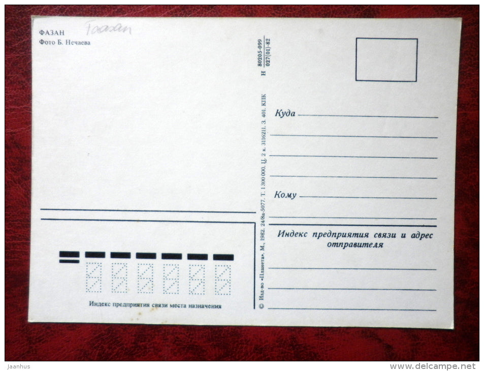 Ring-necked Pheasant - Phasianus colchicus - birds - 1982 - Russia - USSR - used - JH Postcards