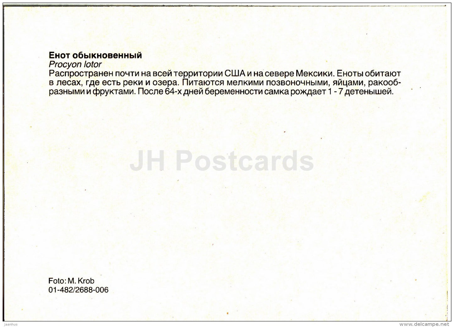 Raccoon - Procyon lotor - animals - Zoo - Czechoslovakia - unused - JH Postcards