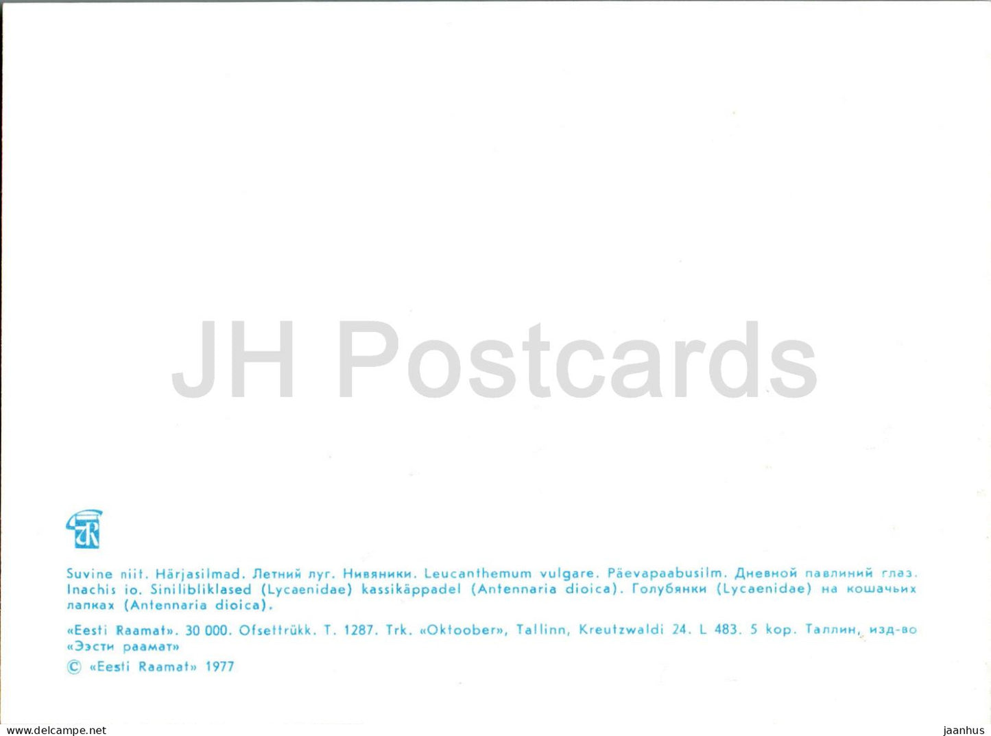 Ox-Eye Daisy - Leucanthemum vulgare - papillon - plantes - 1977 - Estonie URSS - inutilisé