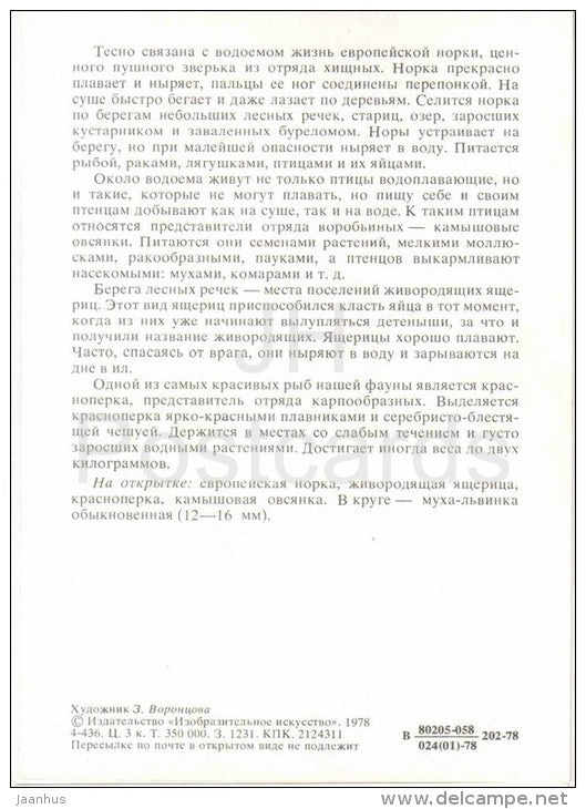 fly - Common reed bunting - Common rudd - Viviparous lizard - European mink - 1978 - Russia USSR - unused - JH Postcards