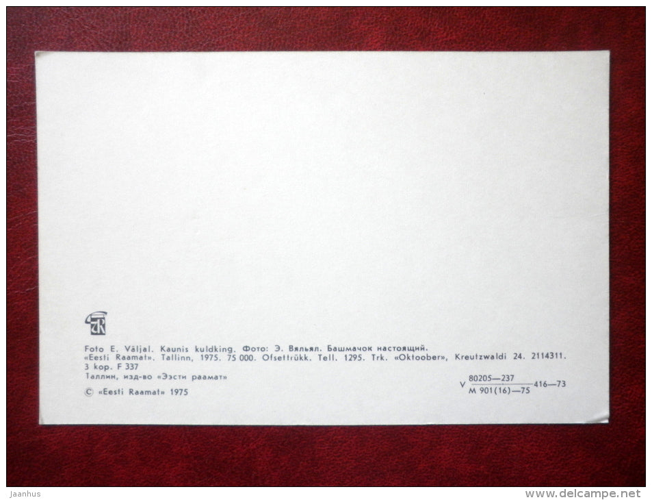 lady´s-slipper orchid - Cypripedium calceolus - flowers - 1975 - Estonia USSR - unused - JH Postcards