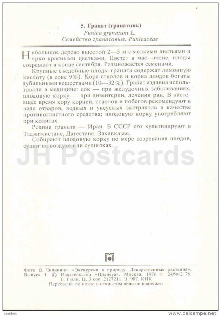 Pomegranate - Punica granatum - medicinal plants - 1976 - Russia USSR - unused - JH Postcards