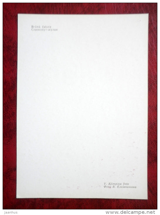 Red-backed Shrike - Lanius collurio - birds - 1981 - Latvia USSR - unused - JH Postcards