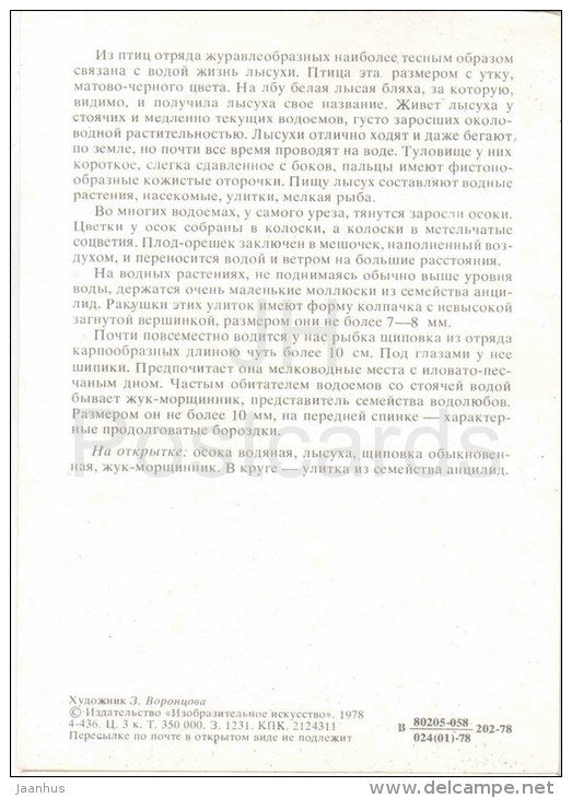 Ancylidae , snail - Helophorus , beetle - Spined loach - Eurasian Coot - Carex aquatilis - 1978 - Russia USSR - unused - JH Postcards