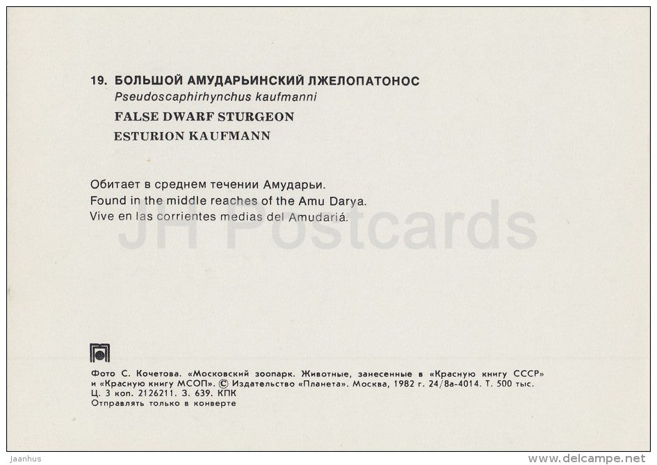 Amu Darya sturgeon - fish - Pseudoscaphirhynchus kaufmanni - Moscow Zoo - 1982 - Russia USSR - unused - JH Postcards
