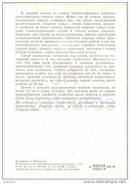 Black-headed gull - Common bleak - 1978 - Russia USSR - unused - JH Postcards