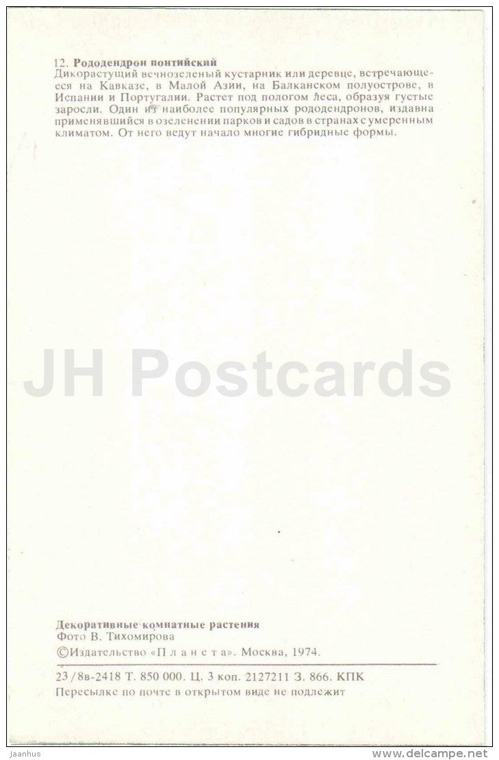Rhododendron ponticum - flowers - 1974 - Russia USSR - unused - JH Postcards