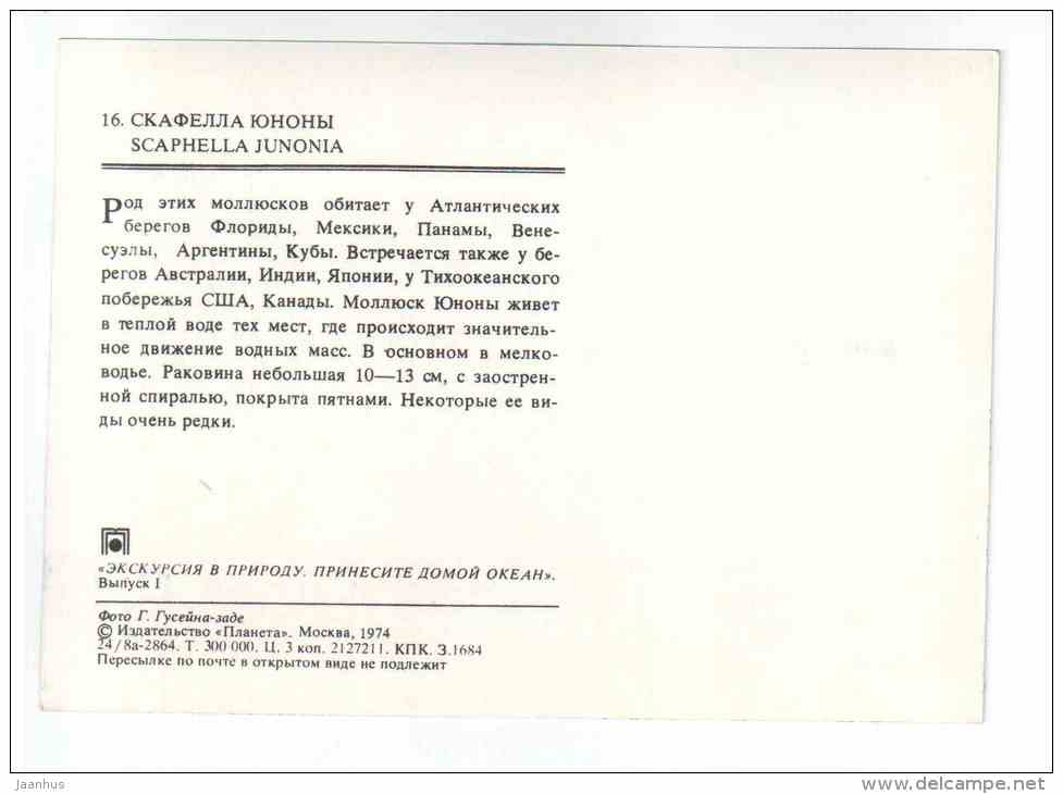 Juno´s volute - Scaphella junonia - shells - clams - mollusc - 1974 - Russia USSR - unused - JH Postcards