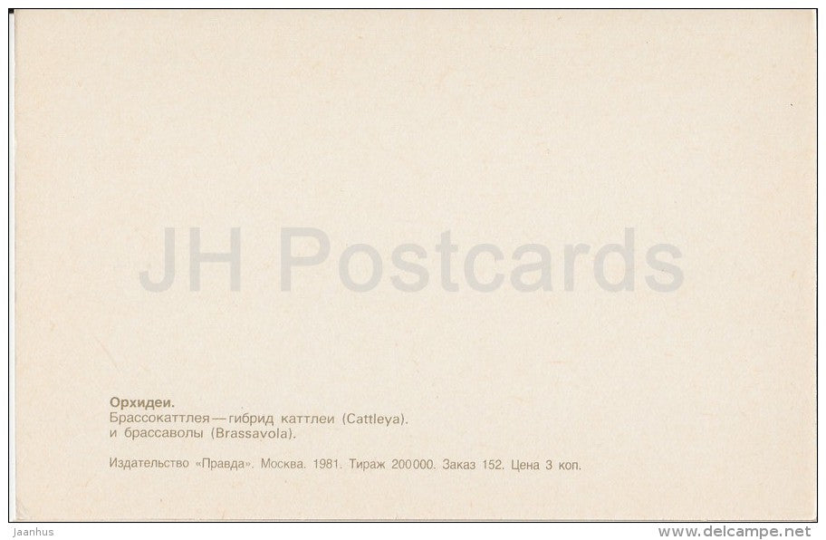 Cattleya and Brassavola hybrid - flowers - Orchid - Russia USSR - 1981 - unused - JH Postcards