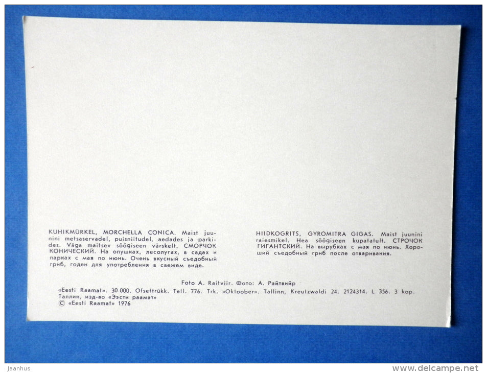 Black Morel - Morchella conica - Snow Morel - Gyromitra gigas - mushrooms - 1976 - Estonia USSR - unused - JH Postcards