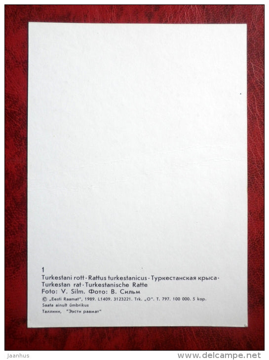 Turkestan rat - Rattus Turkestanicus - animals - Tallinn Zoo - 1989 - Estonia - USSR - unused - JH Postcards