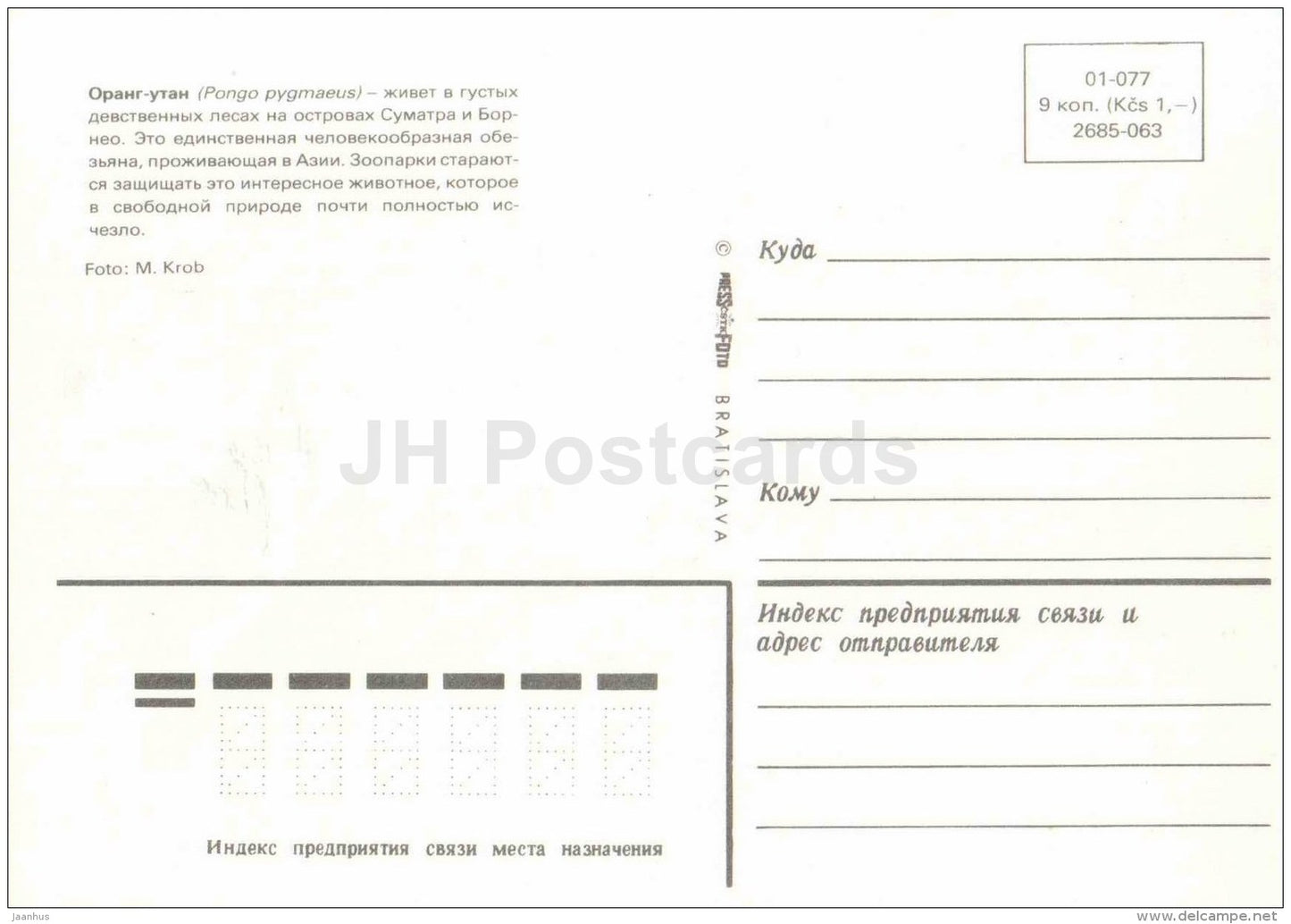 The Bornean orangutan - Pongo pygmaeus - animal - Zoo Animals - Czehoslovakia - unused - JH Postcards