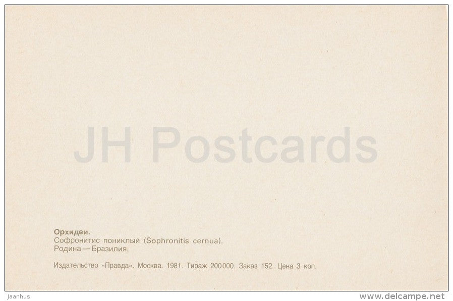 Nodding Sophronitis , Cattleya cernua - flowers - Orchid - Russia USSR - 1981 - unused - JH Postcards