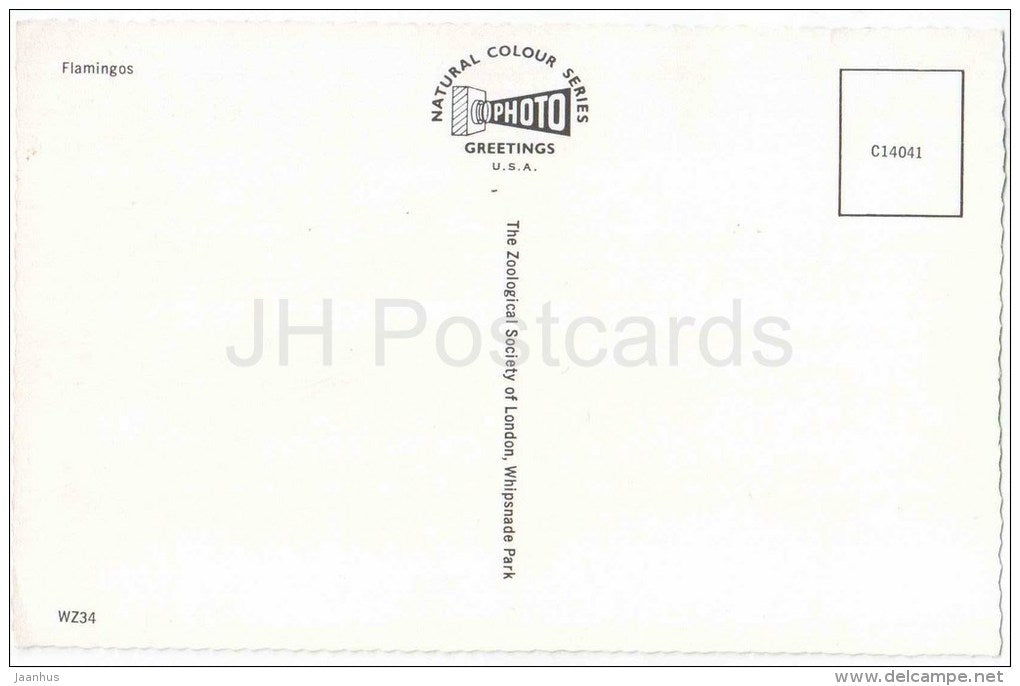 Flamingos - Phoenicopterus ruber - WZ 34 - birds - USA - unused - JH Postcards
