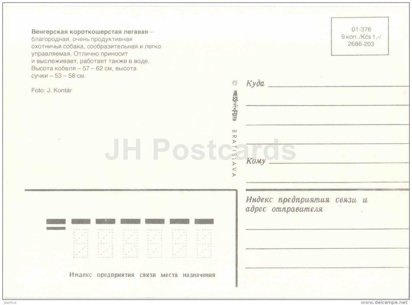 Vizsla - Hungarian Shorthaired Pointer - dog - Russia USSR - unused - JH Postcards