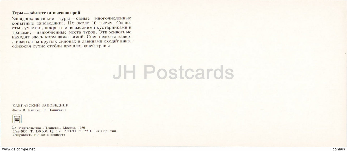Tur du Caucase occidental - animaux - Réserve naturelle du Caucase - 1980 - Russie URSS - inutilisé