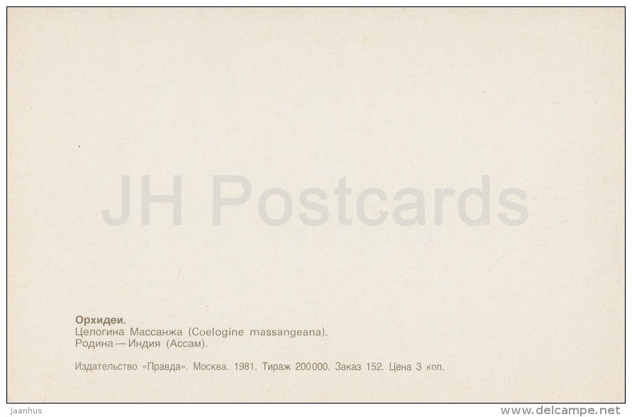 Coelogyne massangeana - flowers - Orchid - Russia USSR - 1981 - unused - JH Postcards