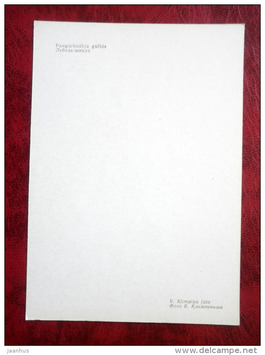 Mute Swan - Cygnus olor - birds - 1981 - Latvia USSR - unused - JH Postcards