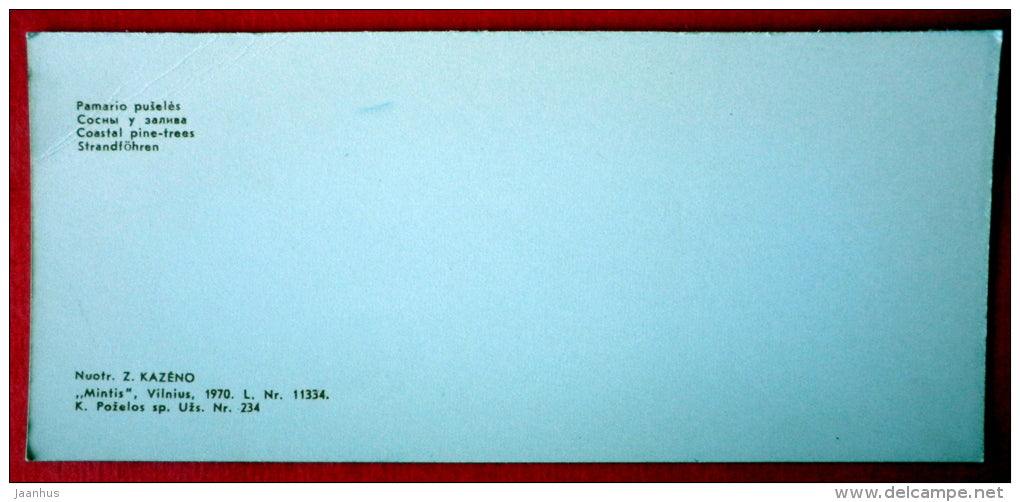 coastal pine-trees - Neringa - mini format card - 1970 - USSR Lithuania - unused - JH Postcards