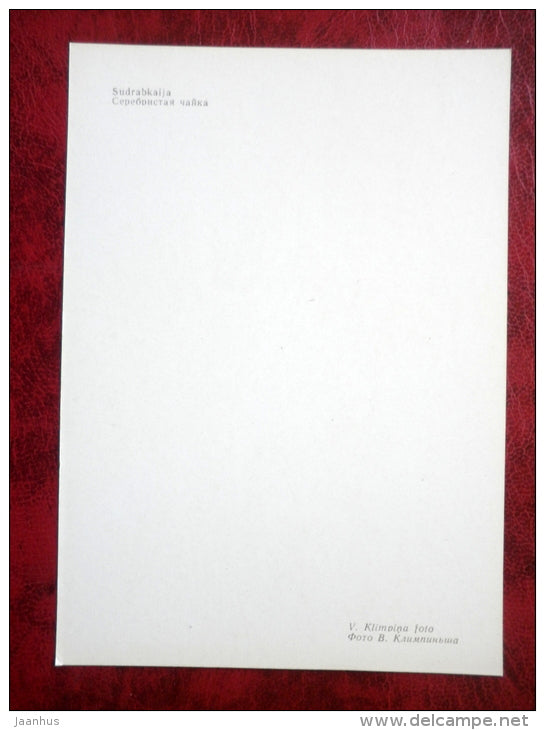 European Herring Gull - Larus argentatus - birds - 1981 - Latvia USSR - unused - JH Postcards