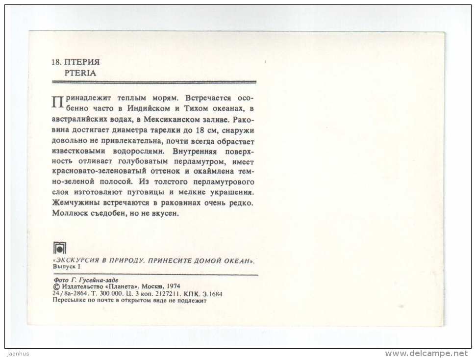 Winged oyster - Pteria - shells - clams - mollusc - 1974 - Russia USSR - unused - JH Postcards