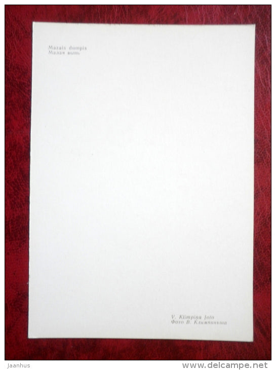 Little Bittern - Ixobrychus minutus - birds - 1981 - Latvia USSR - unused - JH Postcards