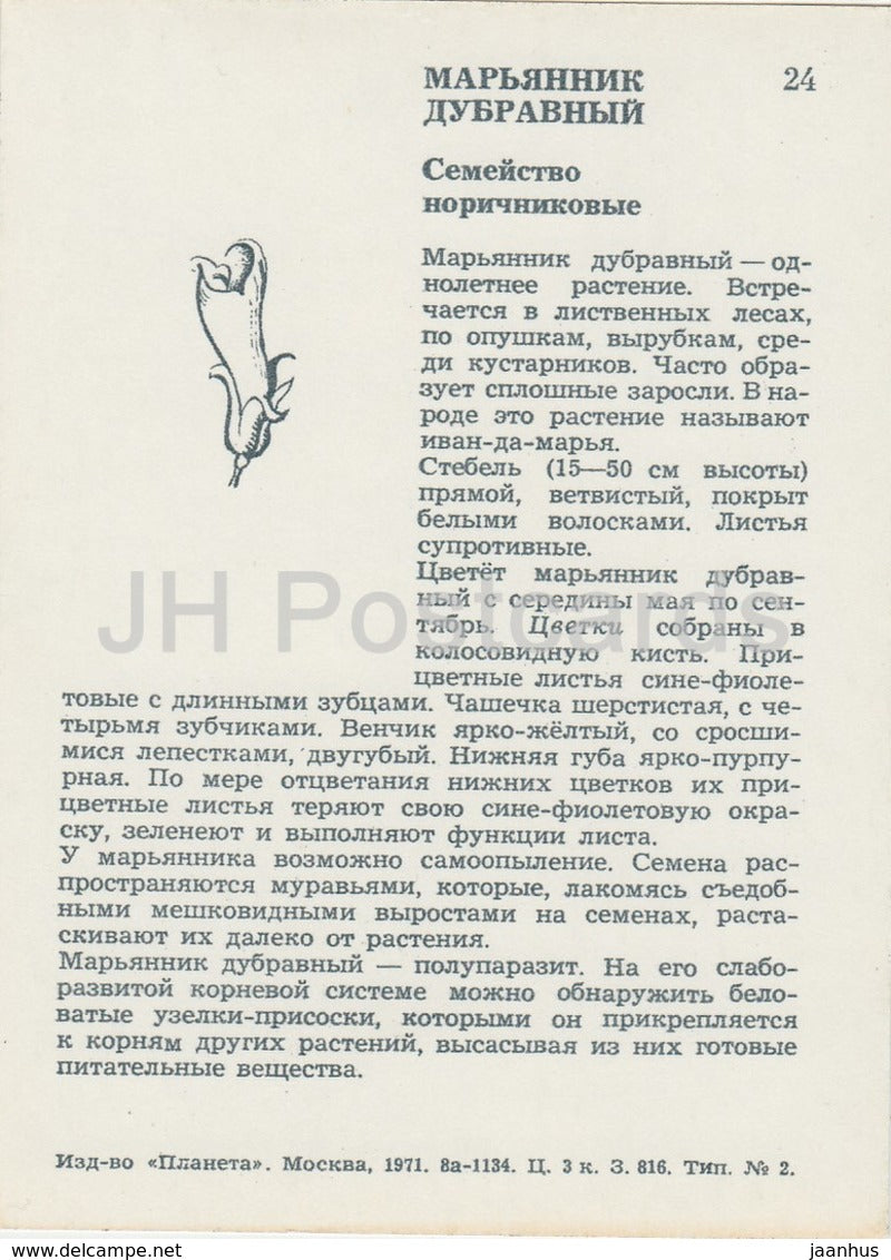 Wood Cow-wheat - Melampyrum nemorosum - Wild Flowers - 1971 - Russia USSR - unused