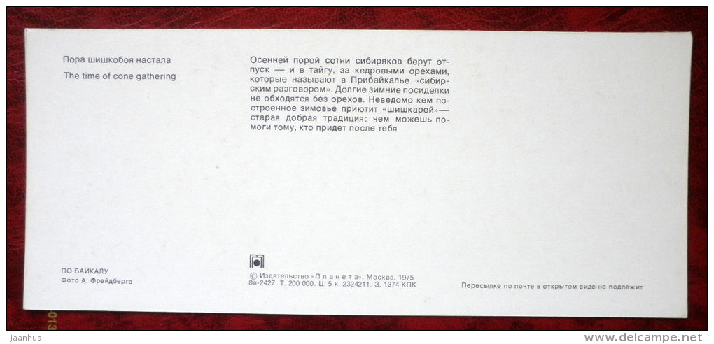 cone gathering - on Lake Baikal - 1975 - Russia USSR - unused - JH Postcards