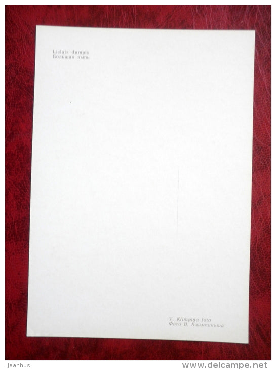 Eurasian Bittern - Botaurus stellaris - birds - 1981 - Latvia USSR - unused - JH Postcards