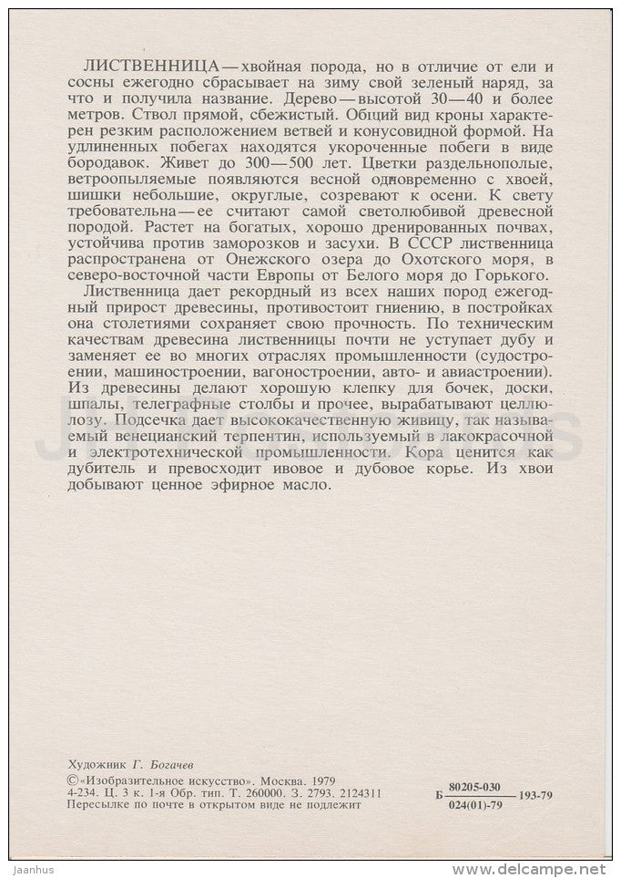 Larch - Larix - Russian Forest - trees - illustration by G. Bogachev - 1979 - Russia USSR - unused - JH Postcards