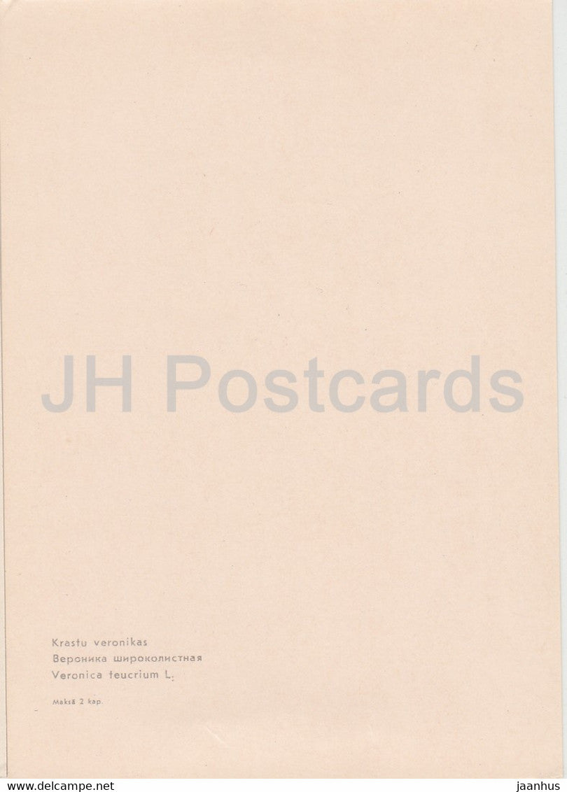 Royal Blue - Veronica teucrium - plants - Latvia USSR - unused